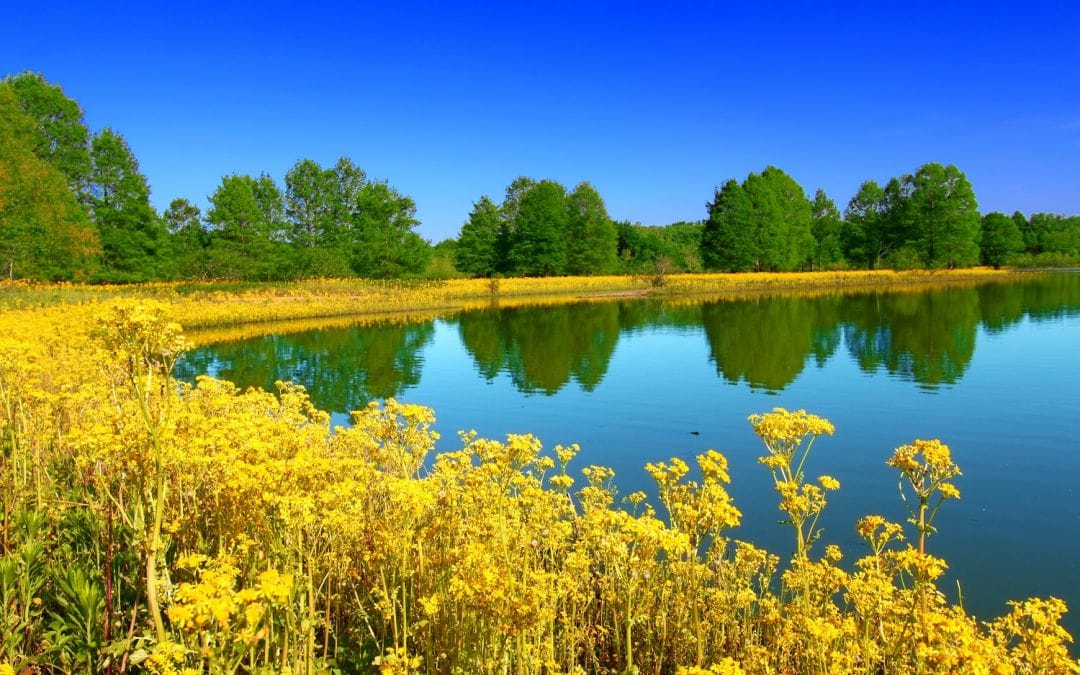 Lake and field of yellow flowers in Illinois.
